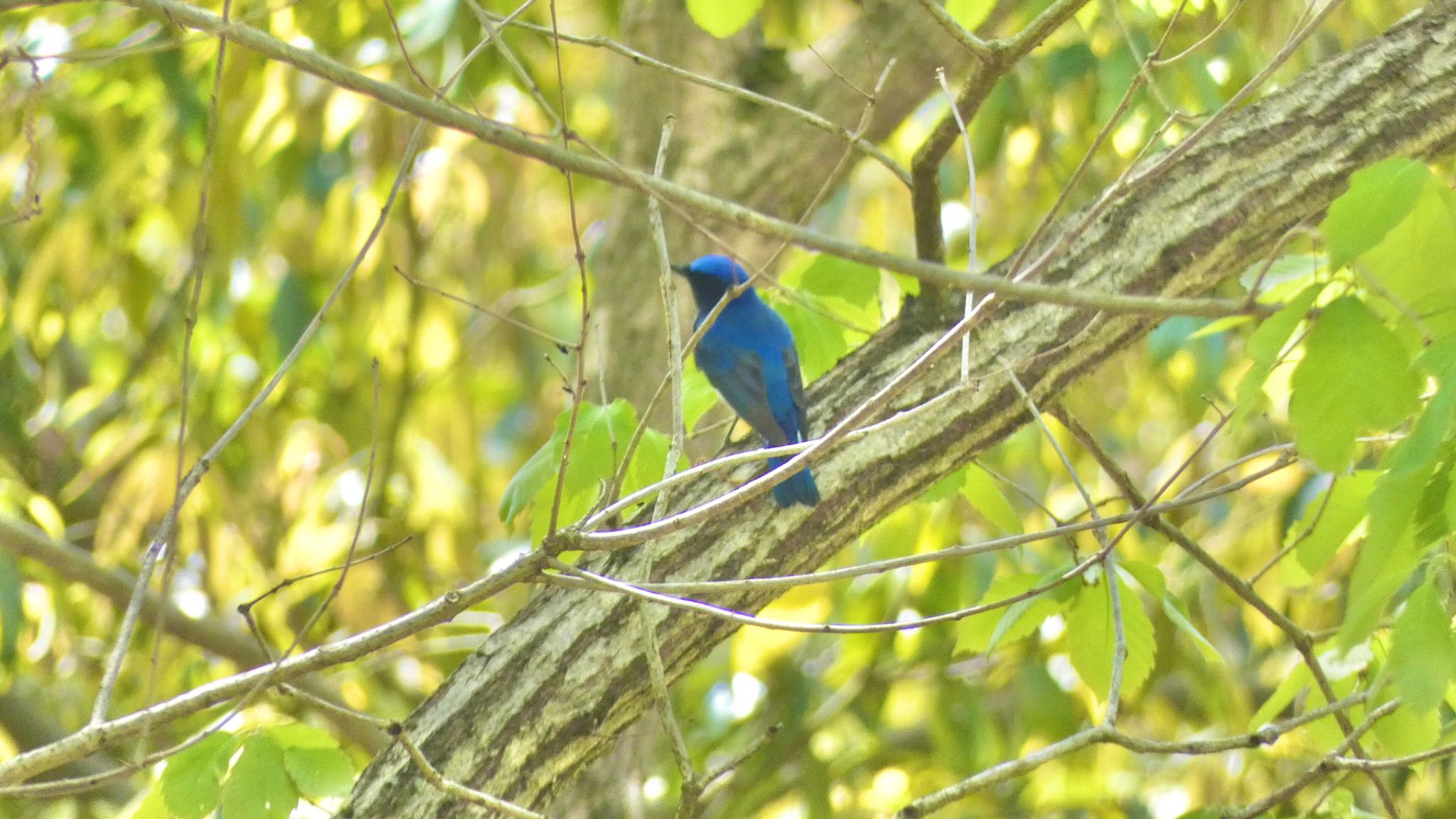 Blue-and-white Flycatcher