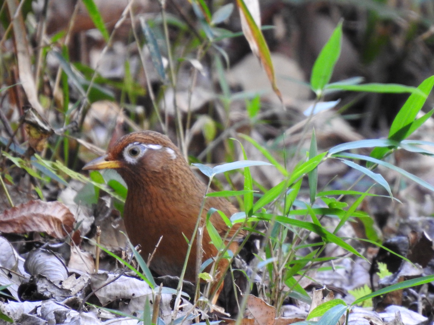 舞岡公園 ガビチョウの写真 by 紅の紅生姜