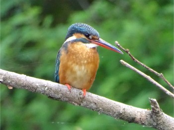 カワセミ 舞岡公園 2024年4月17日(水)