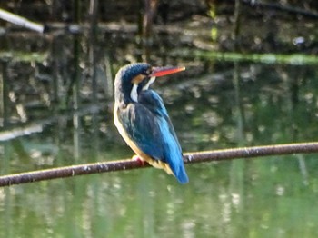 カワセミ 舞岡公園 2024年4月17日(水)