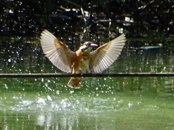 カワセミ 舞岡公園 2024年4月17日(水)