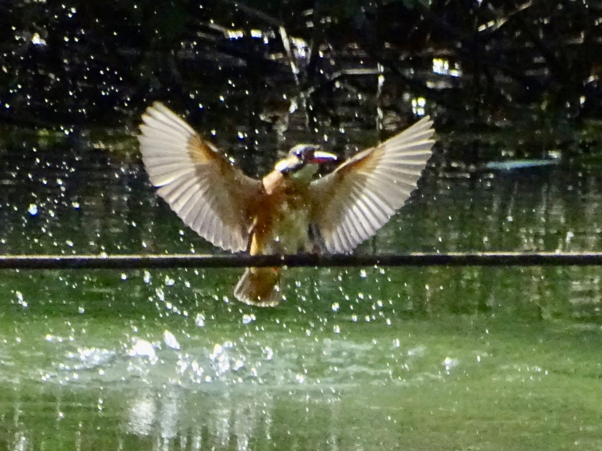 舞岡公園 カワセミの写真 by KAWASEMIぴー