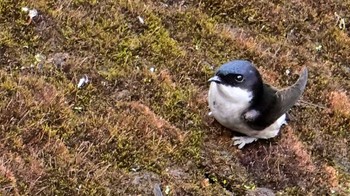 Asian House Martin 布目ダム Sat, 4/13/2024