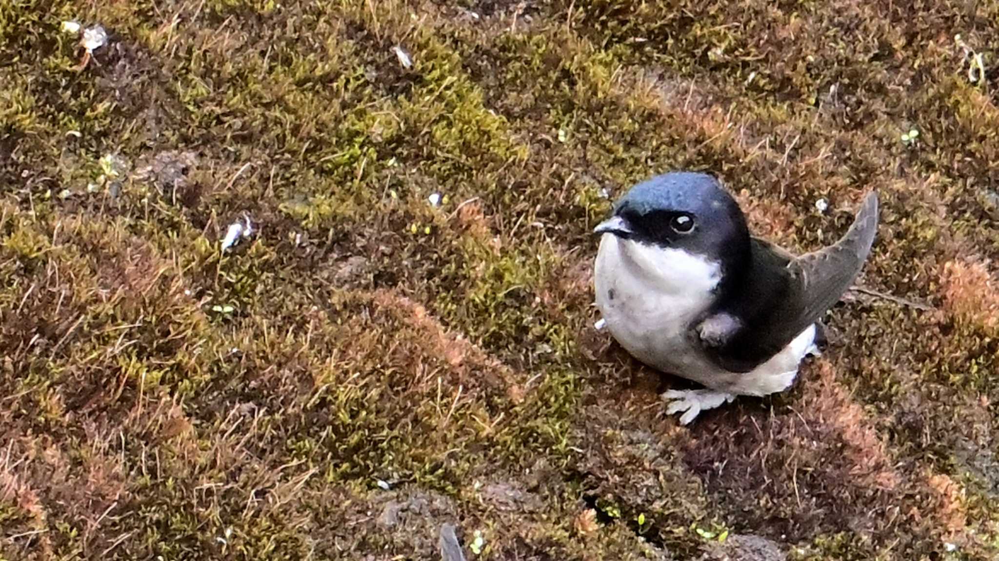 Asian House Martin