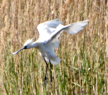 Black-faced Spoonbill Kasai Rinkai Park Wed, 4/17/2024