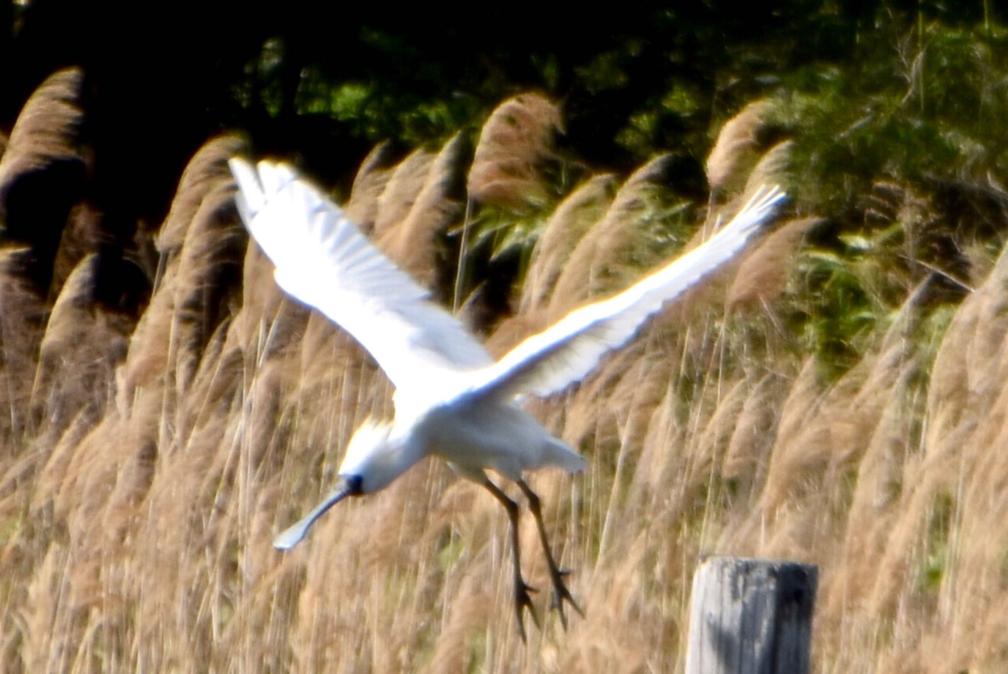 Black-faced Spoonbill