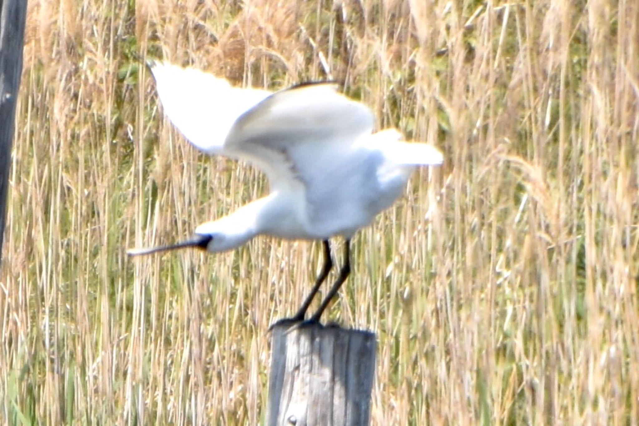 Black-faced Spoonbill