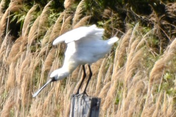 Black-faced Spoonbill Kasai Rinkai Park Wed, 4/17/2024