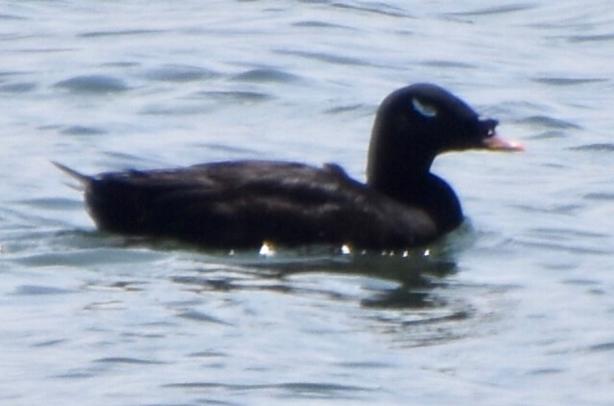 White-winged Scoter