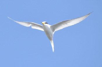 Little Tern Sambanze Tideland Wed, 4/17/2024