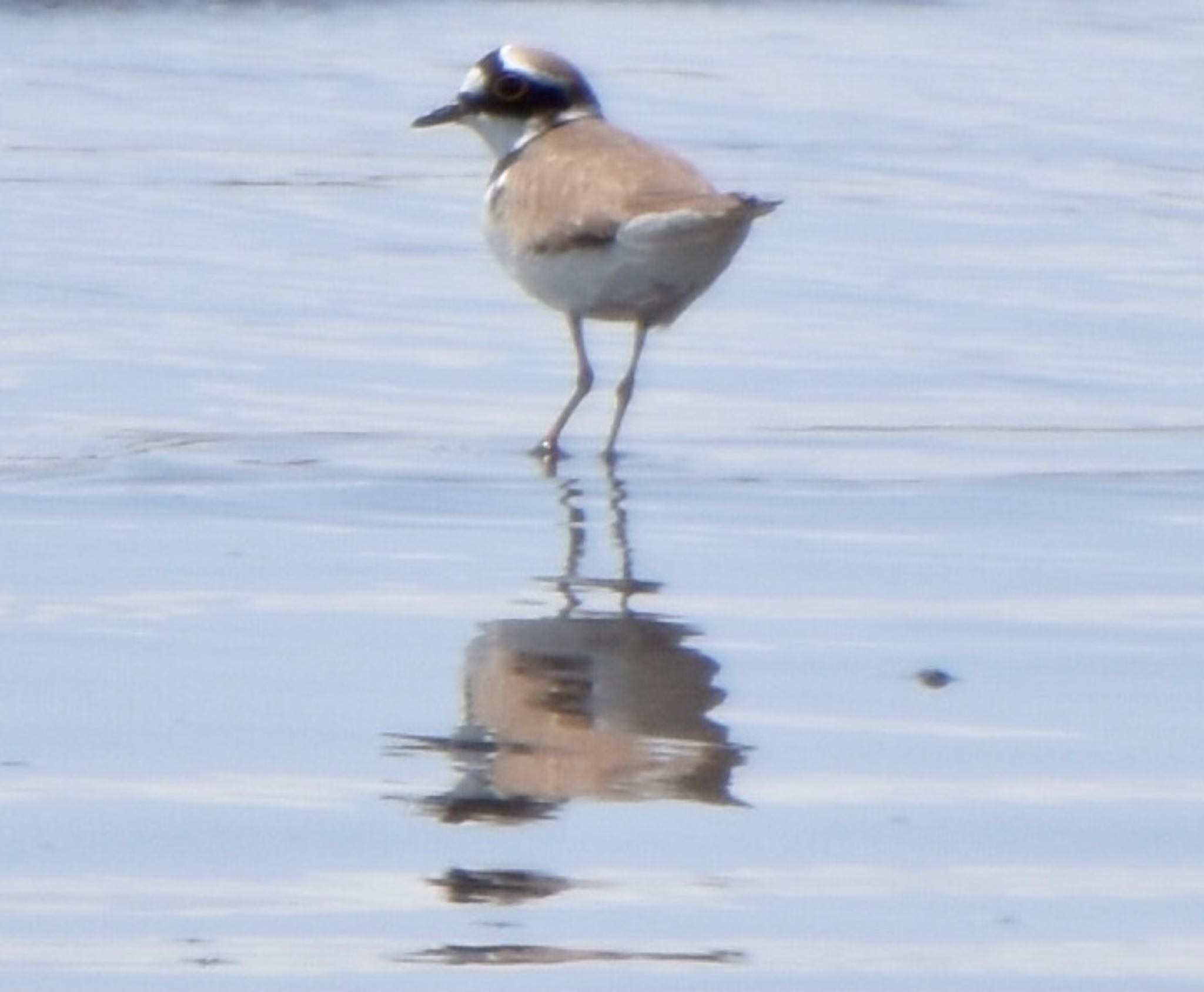 Photo of Little Ringed Plover at Sambanze Tideland by 遼太