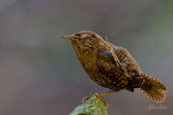 Eurasian Wren 日向渓谷 Sun, 4/14/2024