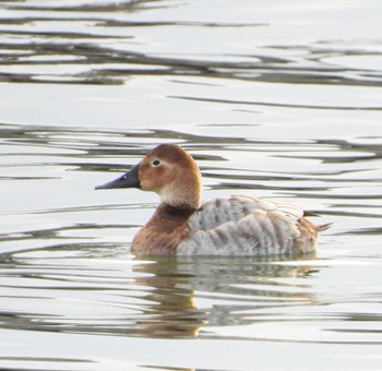 Canvasback Unknown Spots Sat, 3/2/2024