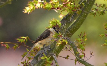 Bull-headed Shrike 小笠山総合運動公園 Wed, 4/10/2024