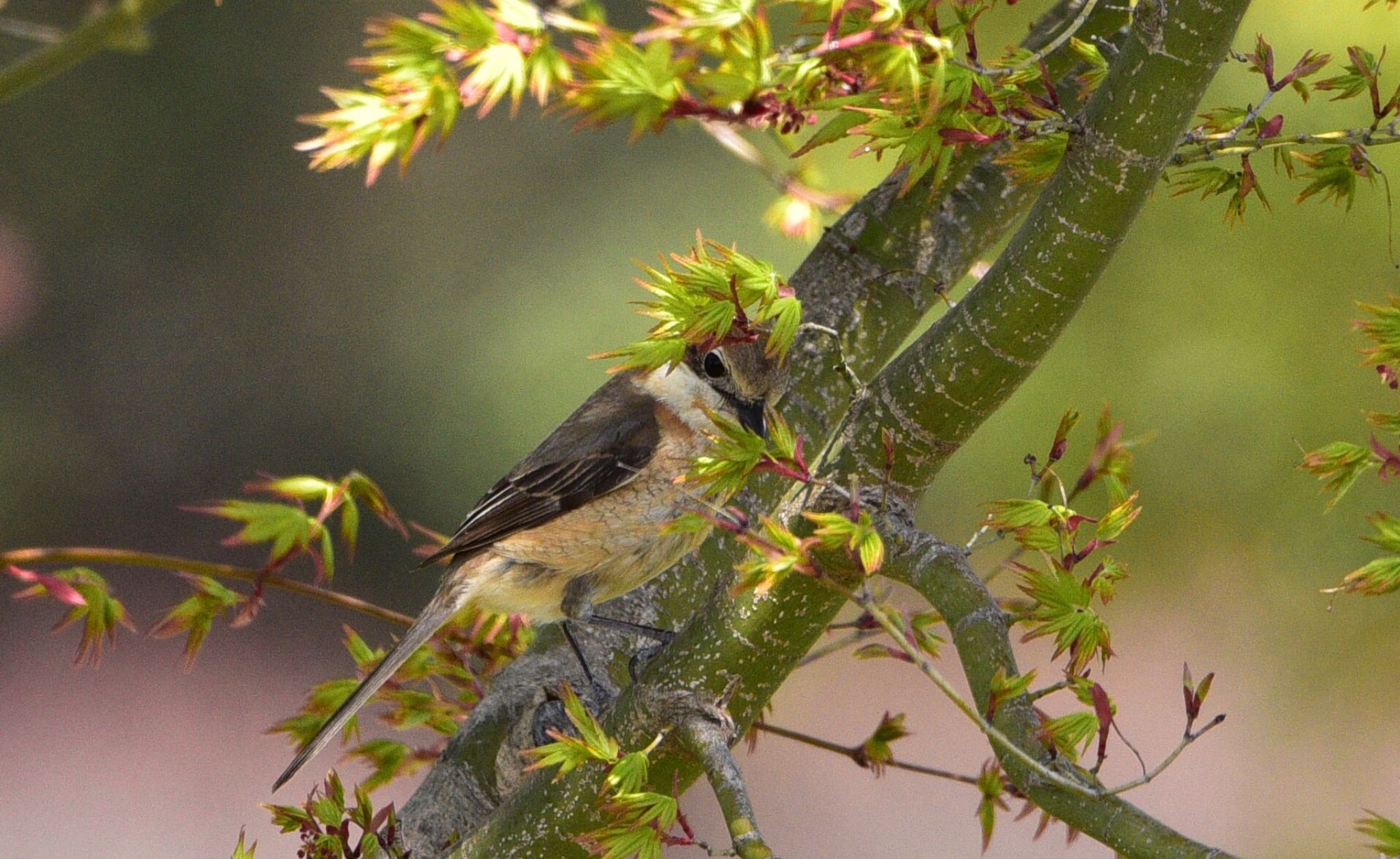 Photo of Bull-headed Shrike at 小笠山総合運動公園 by Taka Eri