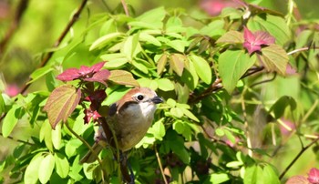 Bull-headed Shrike 小笠山総合運動公園 Wed, 4/10/2024