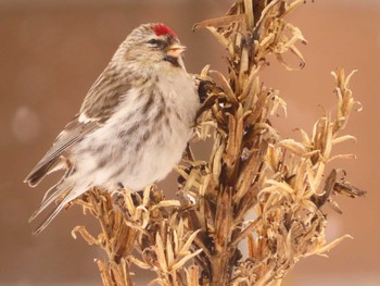 Common Redpoll Makomanai Park Fri, 1/26/2024