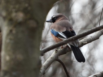 Eurasian Jay 桐生自然観察の森 Sat, 2/17/2024