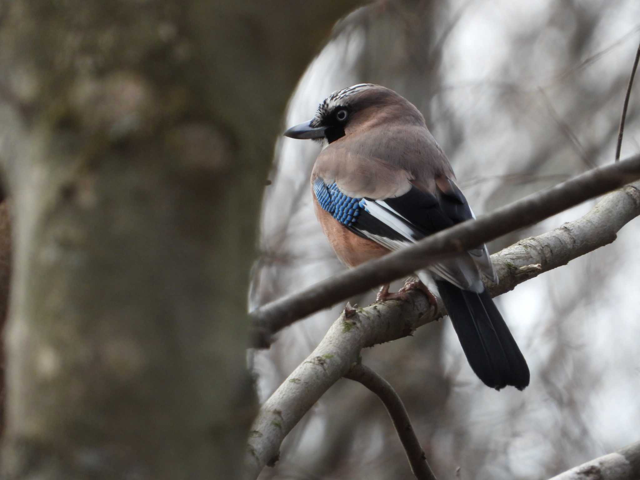 Eurasian Jay