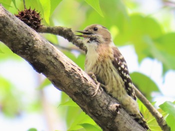 Japanese Pygmy Woodpecker 牧野ヶ池緑地 Mon, 4/15/2024