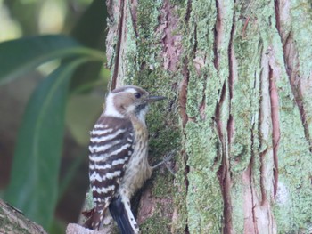 Japanese Pygmy Woodpecker 牧野ヶ池緑地 Mon, 4/15/2024