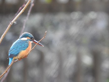 カワセミ 舞岡公園 2018年12月26日(水)