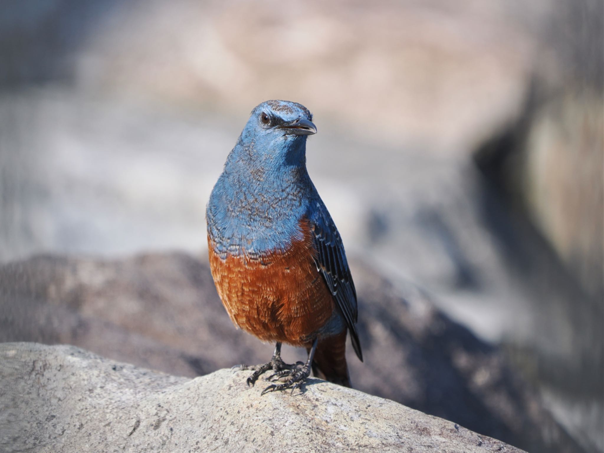 Blue Rock Thrush