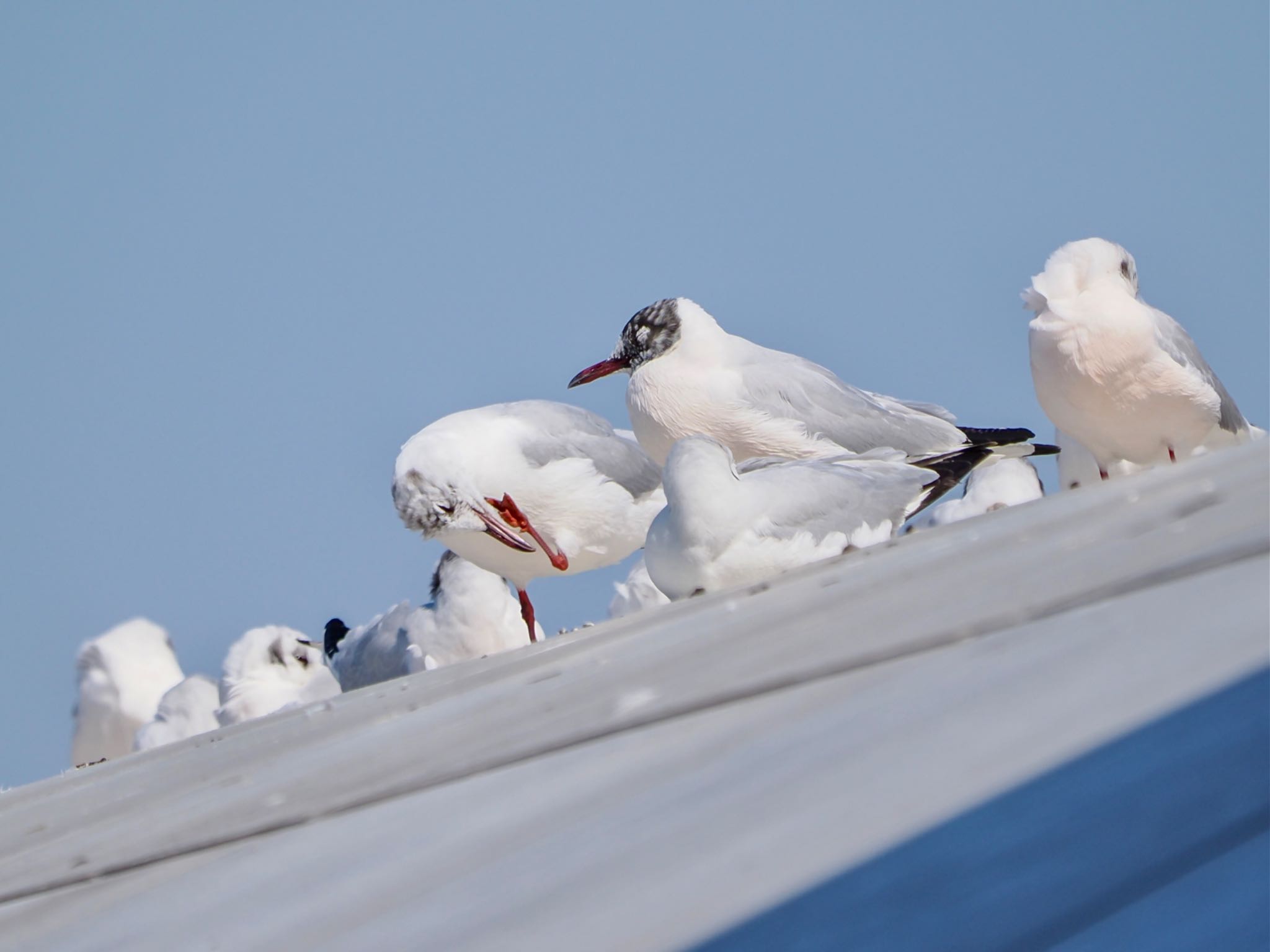 Black-headed Gull