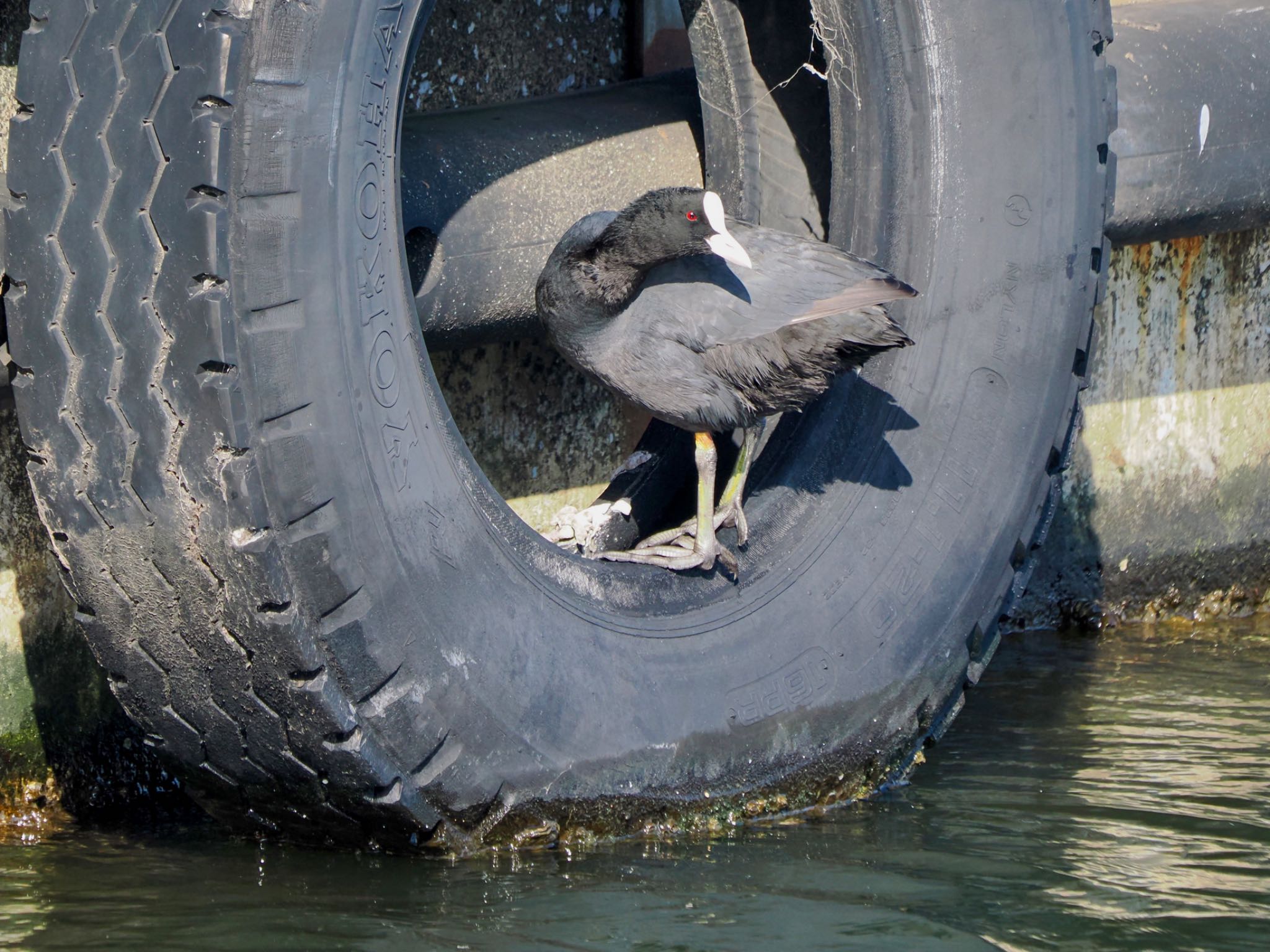 Eurasian Coot