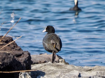 Eurasian Coot お台場海浜公園 Sun, 3/31/2024