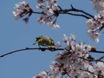 Warbling White-eye 秩父 Sun, 4/14/2024