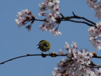 Warbling White-eye 秩父 Sun, 4/14/2024