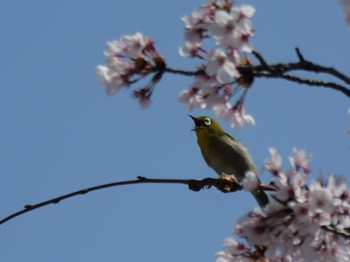 Warbling White-eye 秩父 Sun, 4/14/2024