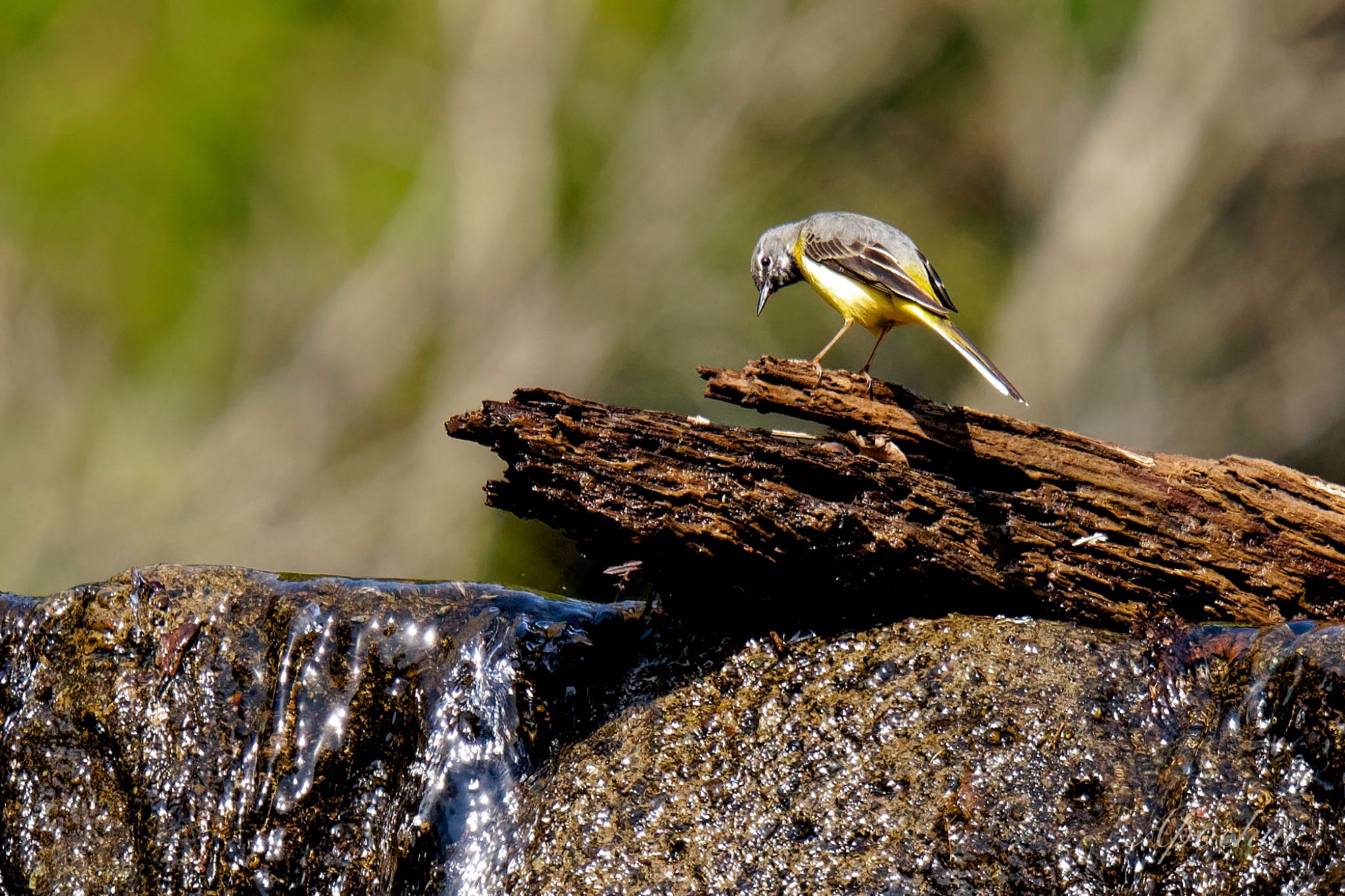Photo of Grey Wagtail at 日向渓谷 by アポちん