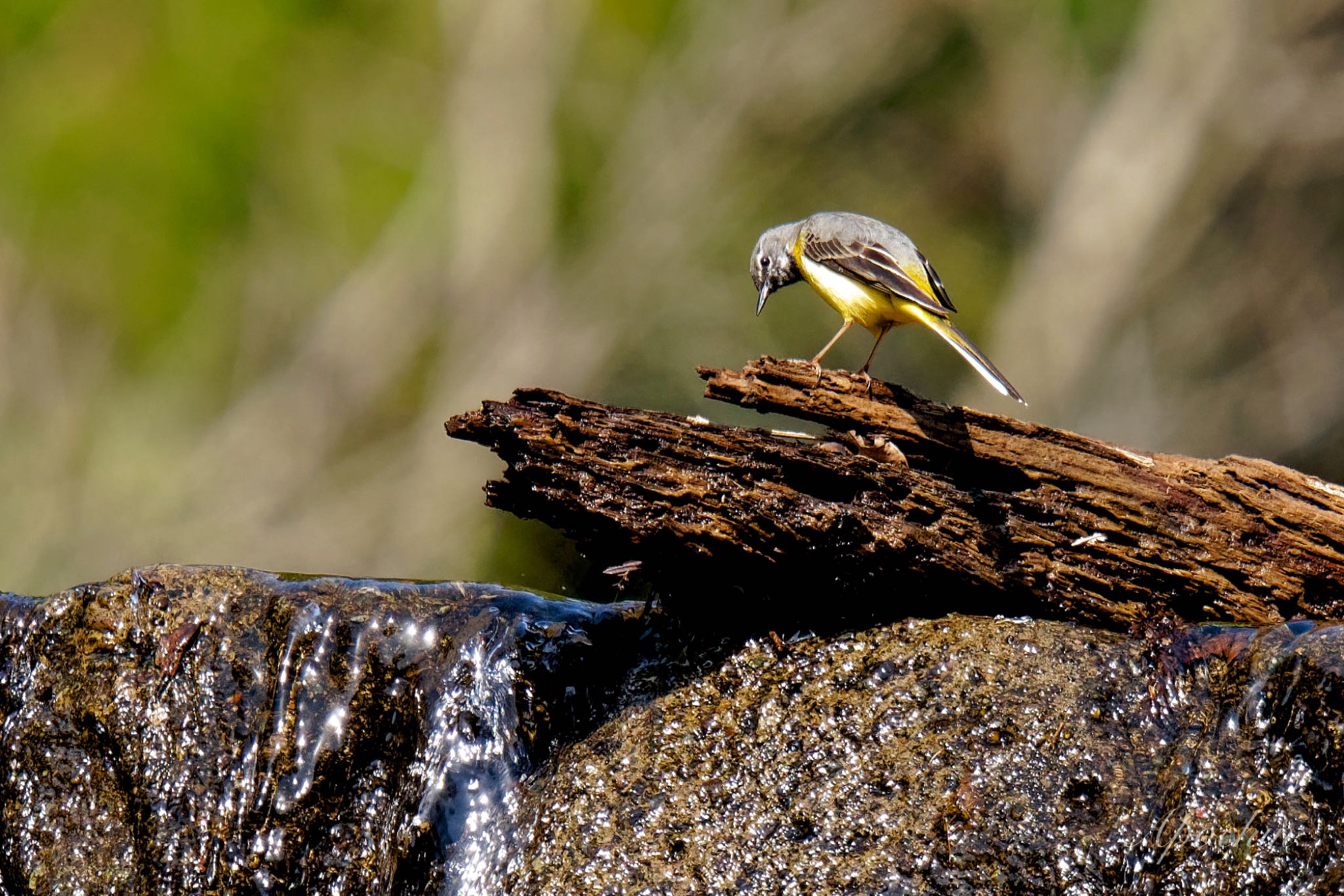 Grey Wagtail