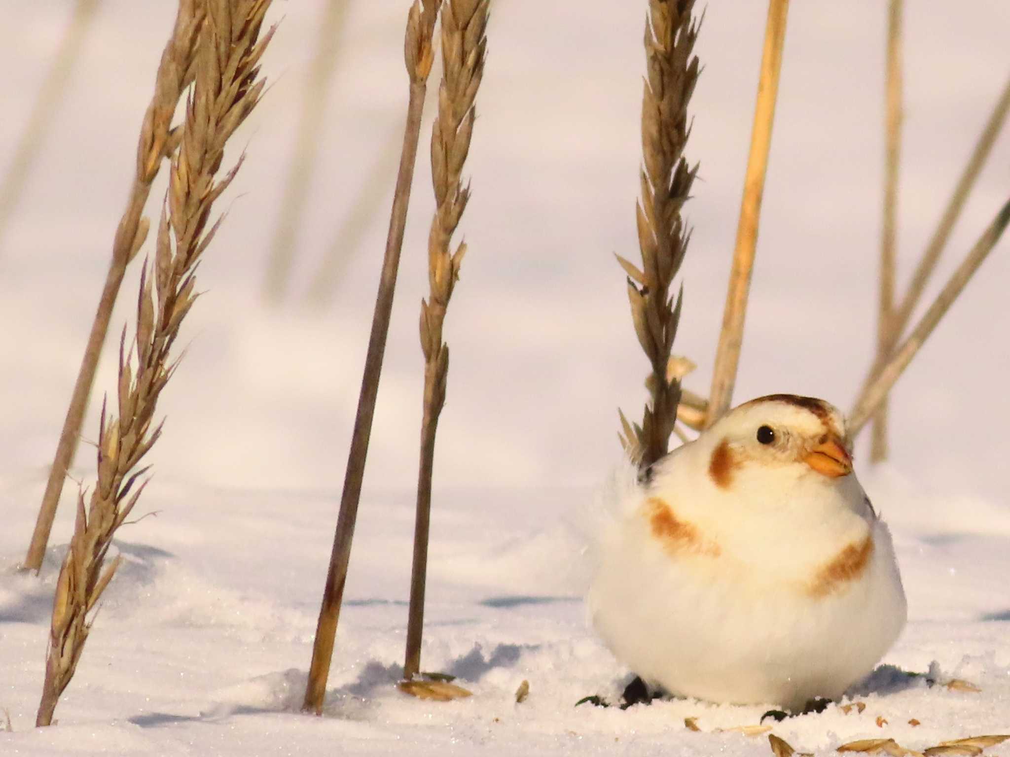 Photo of Snow Bunting at 鵡川河口 by ゆ