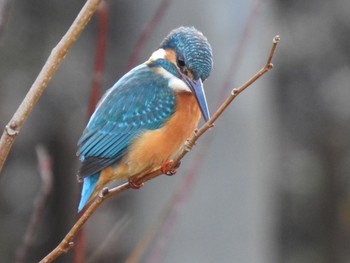 カワセミ 舞岡公園 2018年12月26日(水)