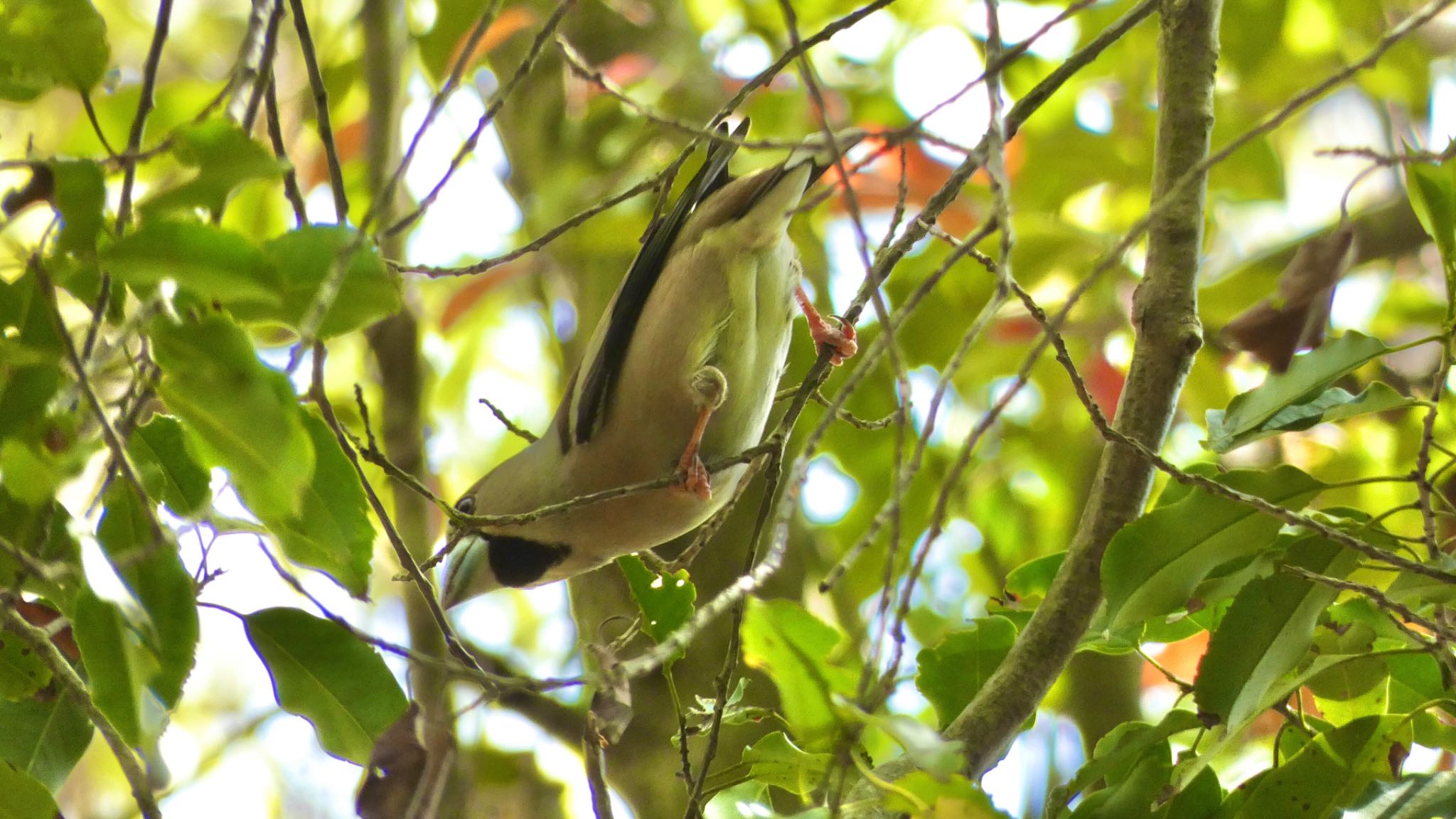 Hawfinch