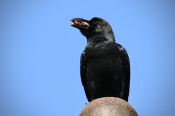 ハシブトガラス 伊豆半島・八丁池へ 2024年4月14日(日)