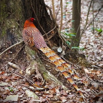 Copper Pheasant 姫路市自然観察の森 Sat, 4/13/2024