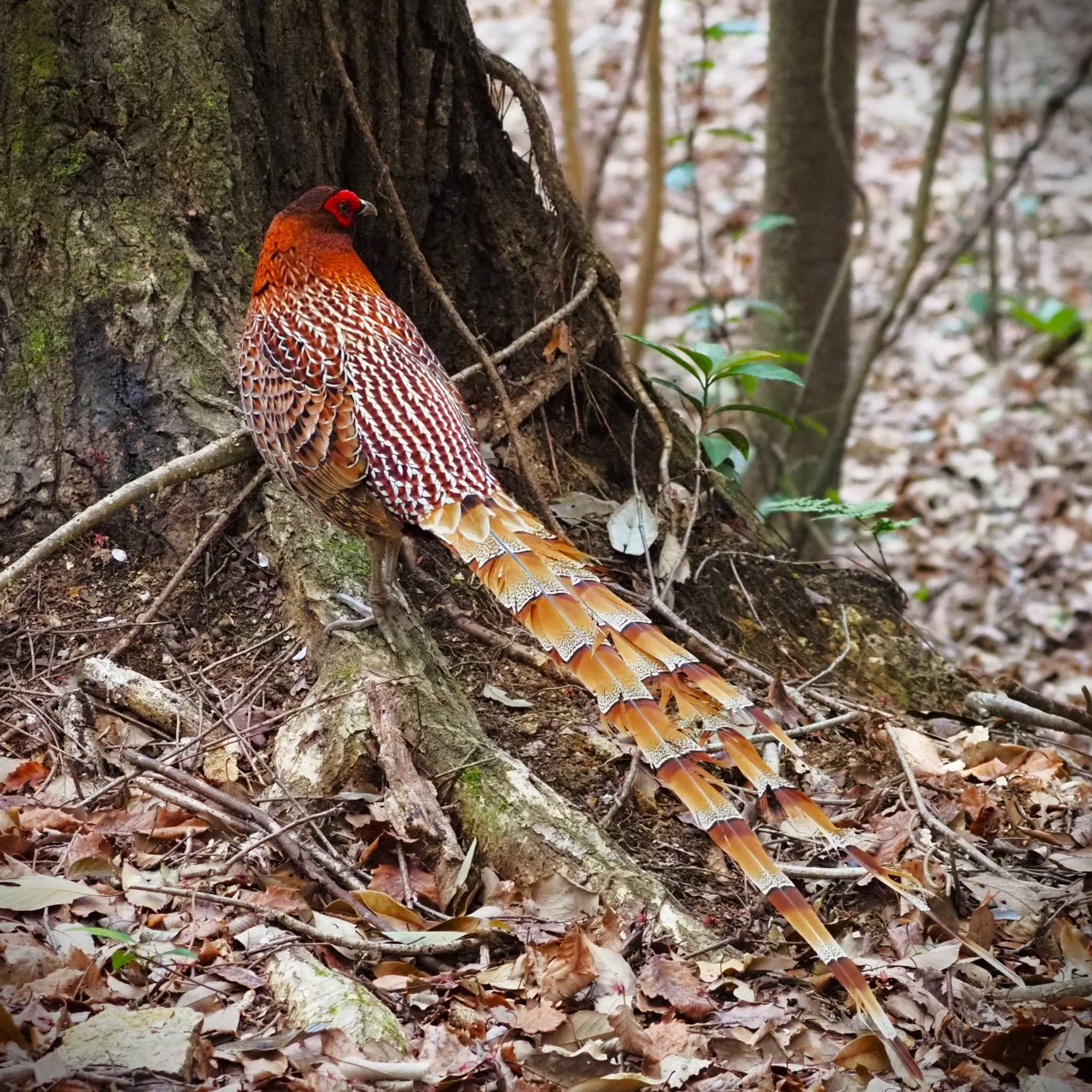 Photo of Copper Pheasant at 姫路市自然観察の森 by しんちゃん