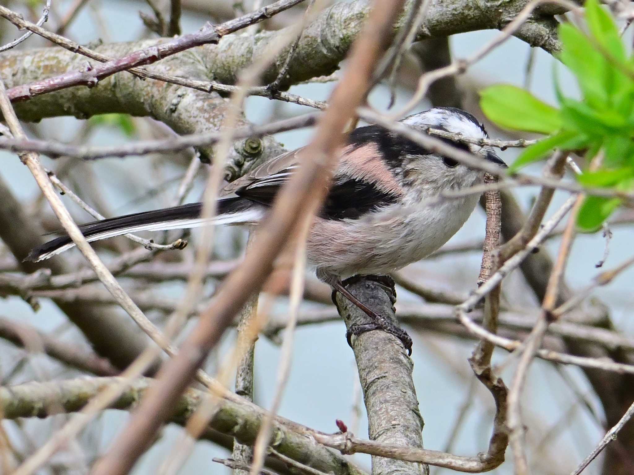 Long-tailed Tit