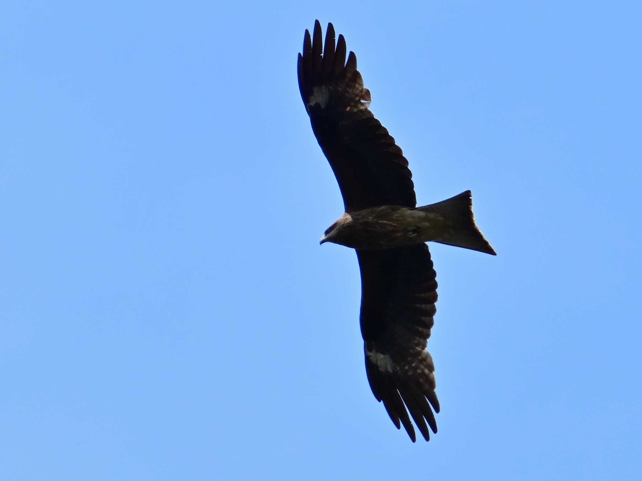 Black Kite