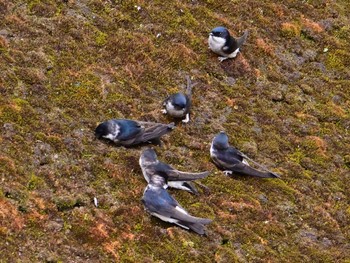 Asian House Martin 布目ダム Sat, 4/13/2024