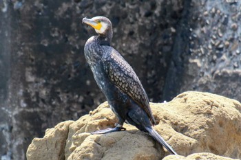 カワウ 野島埼灯台付近 2024年4月14日(日)