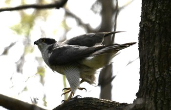 Eurasian Goshawk Mizumoto Park Sat, 4/13/2024