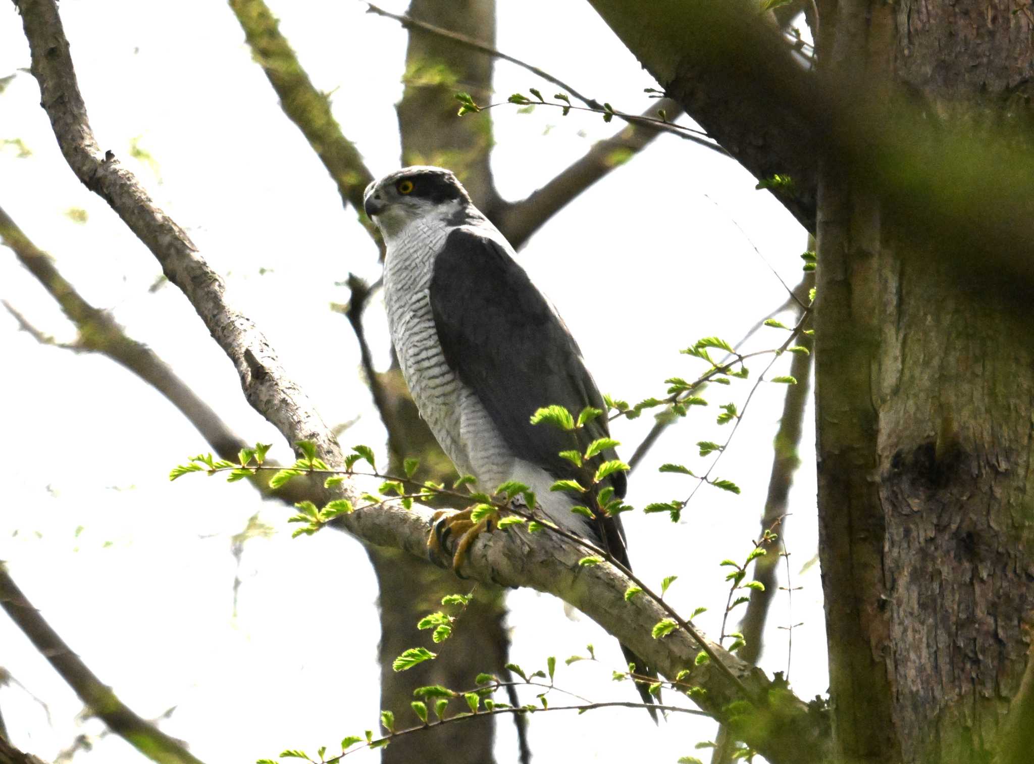 Photo of Eurasian Goshawk at Mizumoto Park by Toru Koido