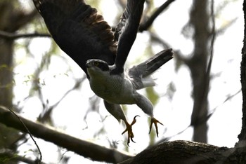 Eurasian Goshawk Mizumoto Park Sat, 4/13/2024