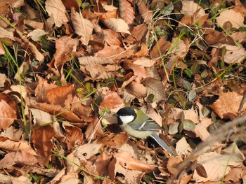 シジュウカラ 舞岡公園 2018年12月26日(水)