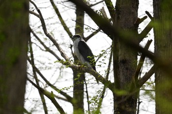 Eurasian Goshawk Mizumoto Park Sat, 4/13/2024